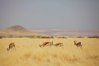 Afrika çalı, Namibya 'da bulunan Springfield (Antidorcas marsupialis). Afrika safarisini gezmek