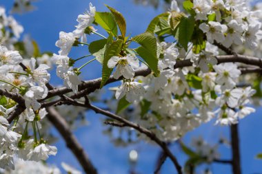 Bahar bahçesinde çiçek açan ağaç. Güzel bahar doğal arka plan.