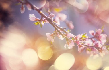 Bahar bahçesinde çiçek açan ağaç. Güzel bahar doğal arka plan.