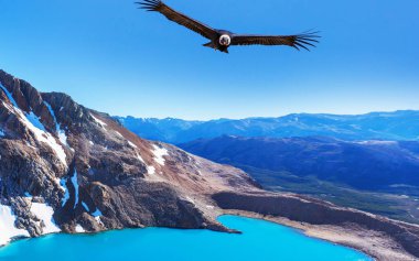 Andean Condor  flying over mountains,  Patagonia, Argentina. clipart