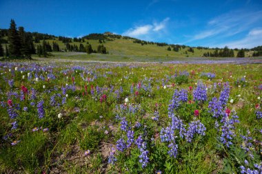 Bahar mevsiminde dağ çayırı