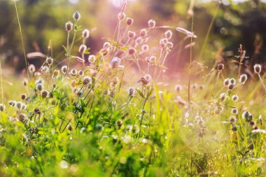 Çiçek çayırında güneşli bir gün. Güzel doğal arkaplan.