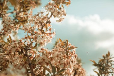 Bahar bahçesinde kiraz çiçekleri açıyor. İlkbahar arkaplanı