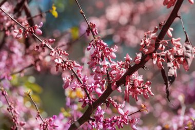 Bahar bahçesinde çiçek açan ağaç. Güzel bahar doğal arka plan.