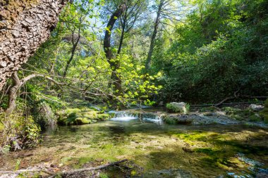 Yeşil ormandaki güzel küçük nehir