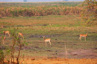 Afrika çalı, Namibya 'da bulunan Springfield (Antidorcas marsupialis). Afrika safarisini gezmek