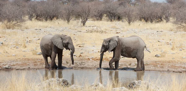 Elefante Africano Loxodonta Africana Nella Savana Namibia Africa — Foto Stock