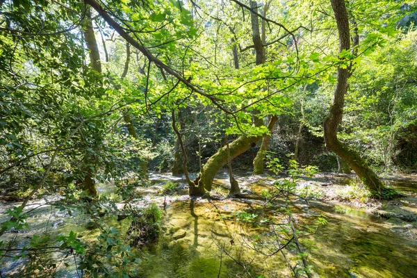 Prachtige Kleine Rivier Groen Bos — Stockfoto