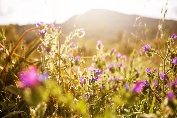 Çiçek Çayırında Güneşli Bir Gün Güzel Doğal Arkaplan — Stok fotoğraf