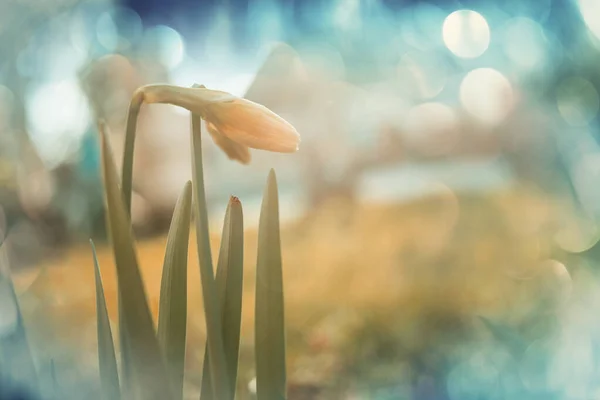 Beautiful Spring Flowers Forest Seasonal Natural Background — Stock Photo, Image