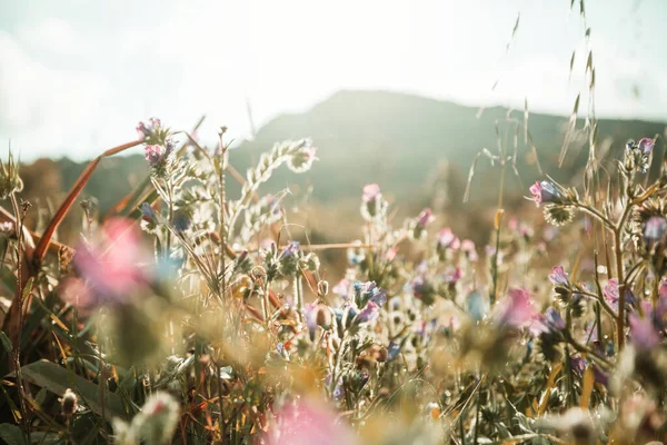 Dia Ensolarado Prado Das Flores Fundo Natural Bonito — Fotografia de Stock