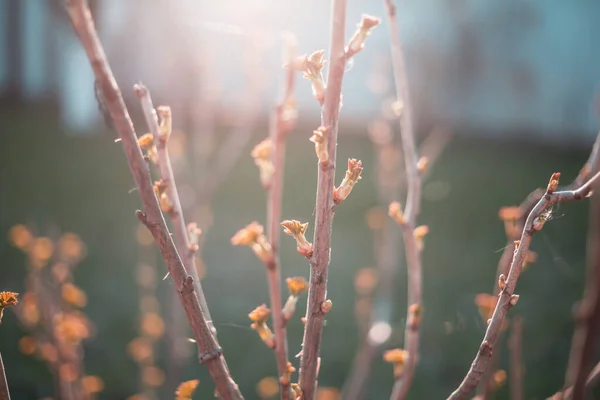 První Jarní Listí Stromě Zahradě — Stock fotografie