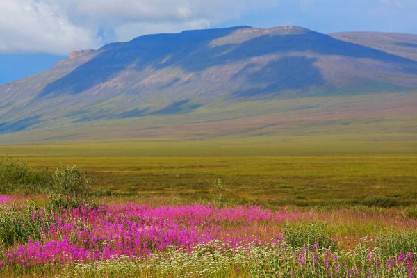 Tundra Landschaften Über Dem Polarkreis — Stockfoto