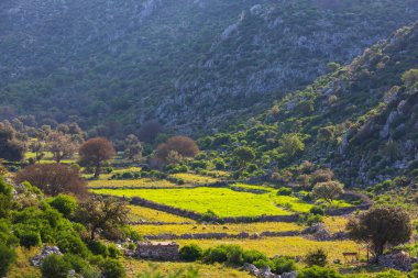 Türkiye dağlarında yeşil bahar tarlaları