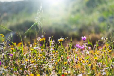 Çiçek çayırında güneşli bir gün. Güzel doğal arkaplan.