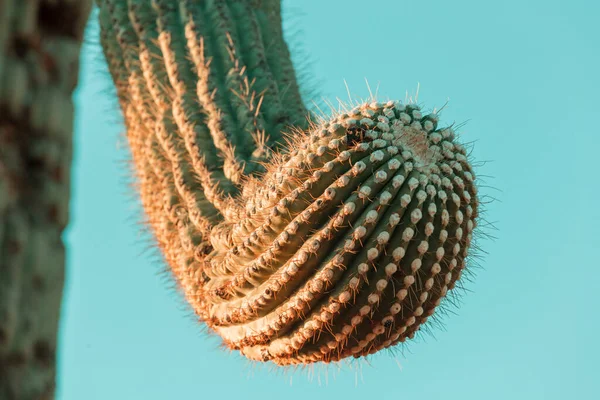 Big Saguaro Cactus Mountains Arizona Stati Uniti America — Foto Stock