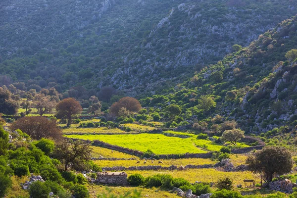 Campos Verdes Primavera Nas Montanhas Turquia — Fotografia de Stock