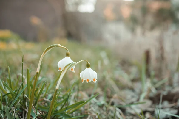 Pequena Gota Neve Temporada Primavera Fundo Verde — Fotografia de Stock