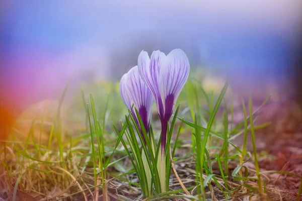 Прекрасні Весняні Квіти Саду Сезонний Природний Фон — стокове фото