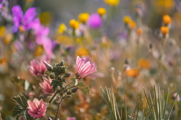 Slunečný Den Květinové Louce Krásné Přírodní Pozadí — Stock fotografie