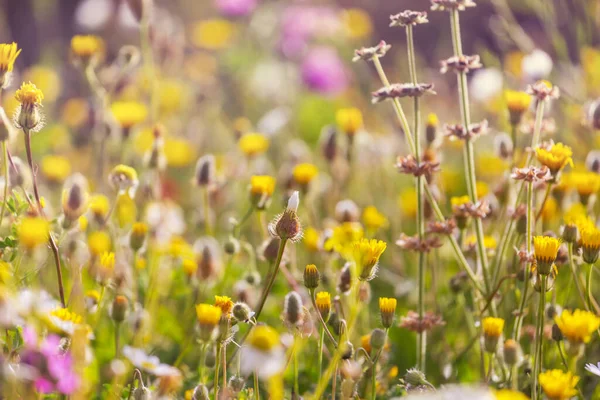 Sonnentag Auf Der Blumenwiese Schöner Natürlicher Hintergrund — Stockfoto