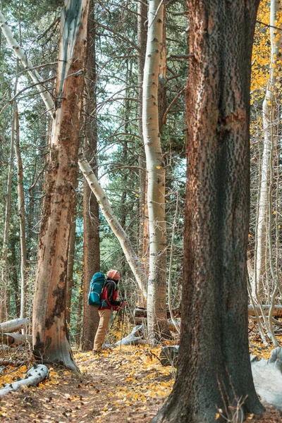 Человек Поход Залив Тропу Forest Nature Отдых Поход Открытым Небом — стоковое фото