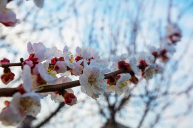Bahar bahçesinde kiraz çiçekleri açıyor. İlkbahar arkaplanı