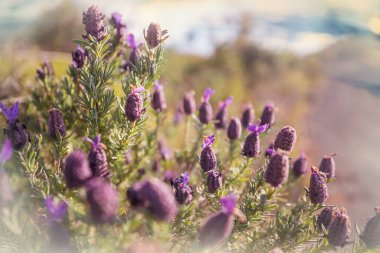 Çiçek çayırında güneşli bir gün. Güzel doğal arkaplan.