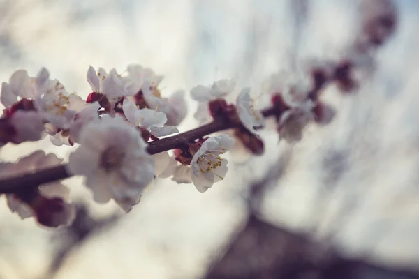 Flowers Cherry Blossoming Spring Garden Springtime Background — Stock Photo, Image