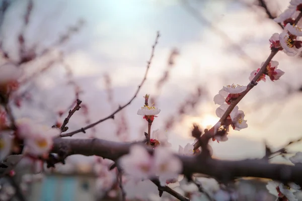 벚꽃은 정원에서 피어나고 있습니다 봄철의 — 스톡 사진