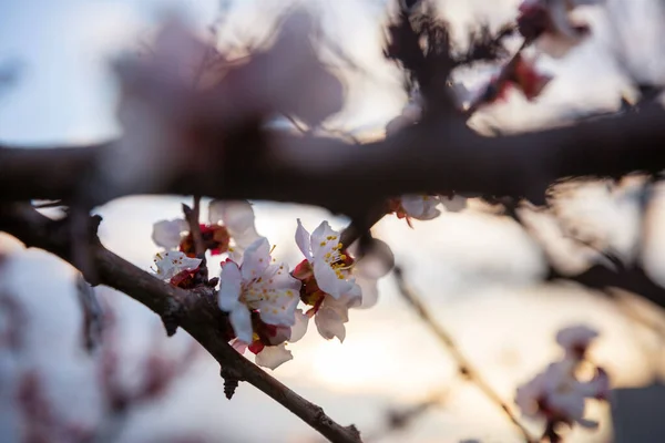 在春天的花园里 樱花盛开 春季背景 — 图库照片