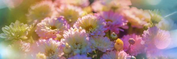 Close Shot Beautiful Flowers Suitable Floral Background — Stock Photo, Image