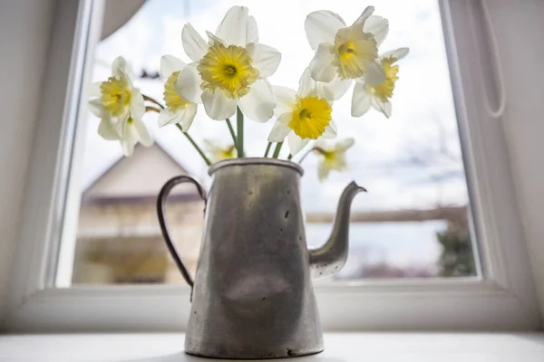 Narcisos Panela Chá Peitoril Janela — Fotografia de Stock