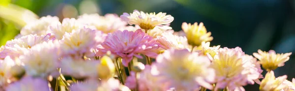 Een Close Van Prachtige Bloemen Geschikt Voor Bloemen Achtergrond — Stockfoto