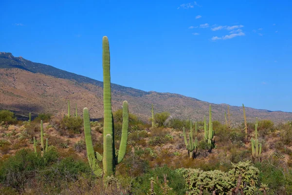 Gran Cactus Saguaro Una Montaña Arizona — Foto de Stock