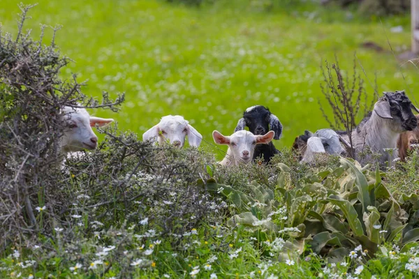 Getbesättning Grön Våräng — Stockfoto