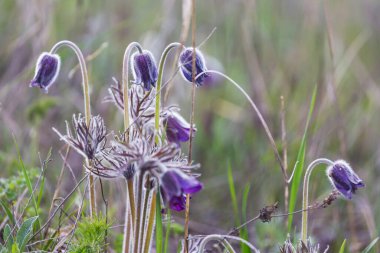 Bahçedeki güzel bahar çiçekleri. Mevsimsel Doğal arkaplan.