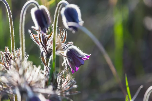 Vackra Vårblommor Trädgården Säsong Naturlig Bakgrund — Stockfoto