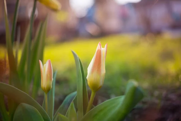 Skupina Barevných Tulipánů Jarní Zahradě Jasné Barevné Tulipán Foto Pozadí — Stock fotografie