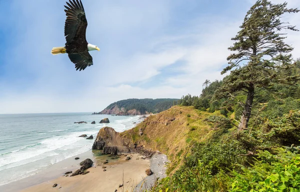 Águila Vuela Sobre Orilla Del Mar Estado Washington —  Fotos de Stock