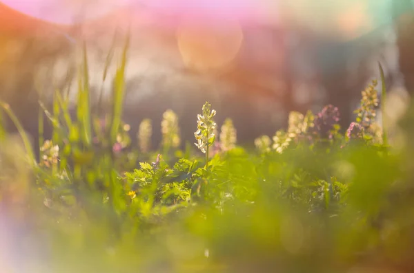 Jarní Scéna Krásná Krajina Zeleném Lese Při Východu Slunce — Stock fotografie