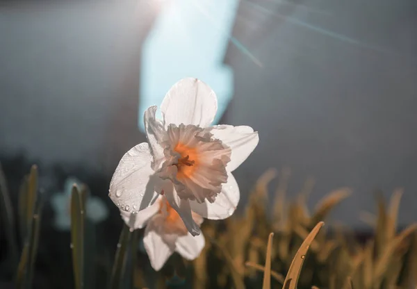 窗户上有黄色中心的水仙花的花 — 图库照片