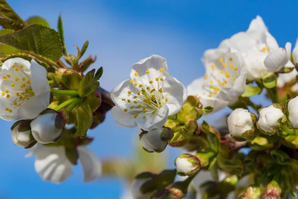 Flowers Cherry Blossoming Spring Garden Springtime Background — Stock Photo, Image