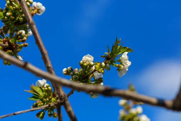 在春天的花园里 樱花盛开 春季背景 — 图库照片