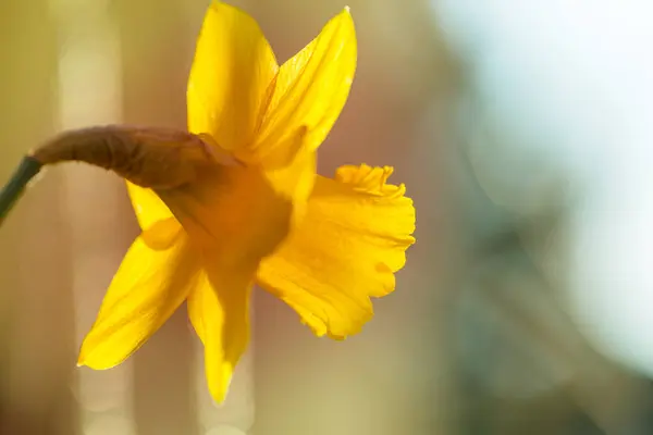 Flor Narciso Com Centro Amarelo Janela — Fotografia de Stock