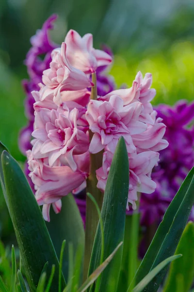 Blühende Blume Hyachinthe Frühling — Stockfoto