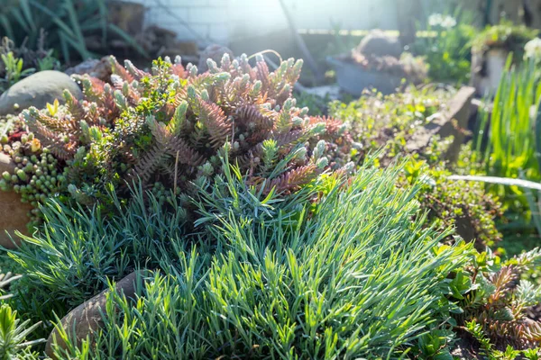 Grüne Pflanzen Und Blumen Sommergarten — Stockfoto
