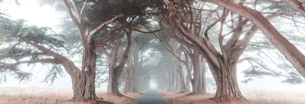 Yeşil Ağaçlar Tüneli Doğal Arkaplan — Stok fotoğraf