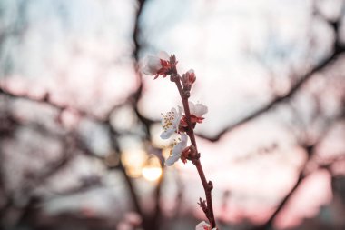 Bahar bahçesinde çiçek açan ağaç. Güzel bahar doğal arka plan.