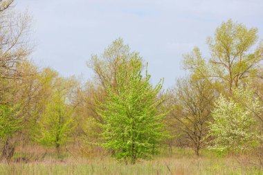 Bahar bahçesinde çiçek açan ağaç. Güzel bahar doğal arka plan.